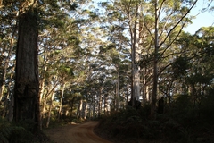 Eucalyptus diversicolor