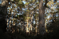 Eucalyptus diversicolor