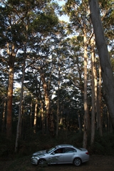 Eucalyptus diversicolor