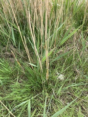 Leymus arenarius