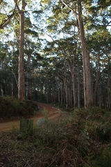Eucalyptus diversicolor