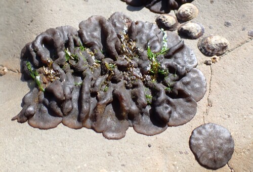 Petrospongium rugosum observed 2026-09-28