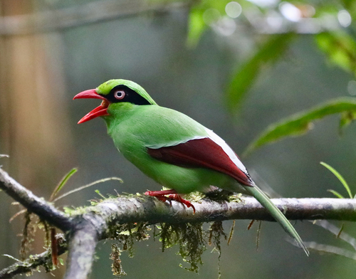 Bornean Green-Magpie