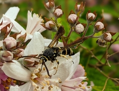 Paranthrene tabaniformis
