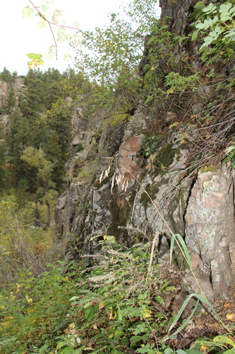 Fringed Brome