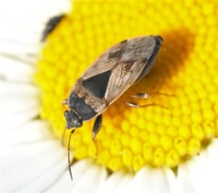Trapezonotus ullrichi