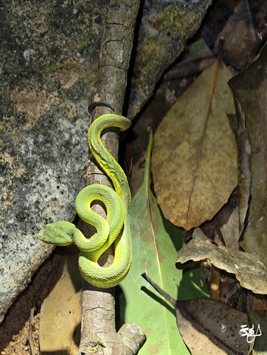 White-lipped Pit Viper