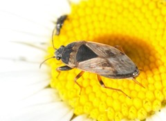 Trapezonotus ullrichi