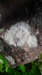 Ostropomycetidae