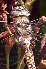 Rhionaeschna californica