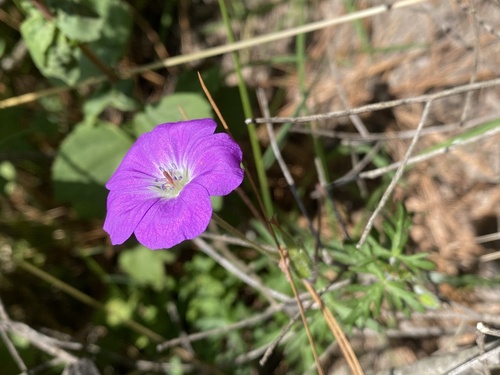 Geranium potentillifolium, photograph 6
