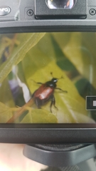 Phyllopertha horticola