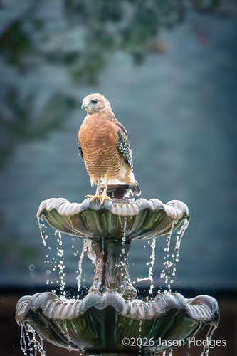 Red-shouldered Hawk