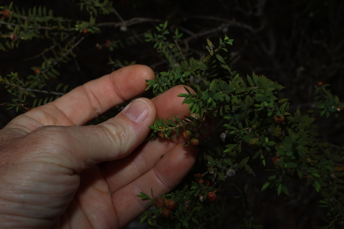 Melaleuca acuminata observed 2026-09-21