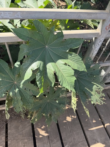 Ricinus communis observed 2026-09-28