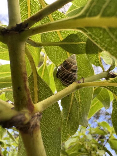Achatinella observed 2026-09-28