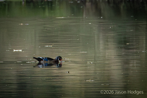 Wood Duck