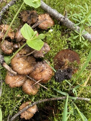 Pholiota highlandensis
