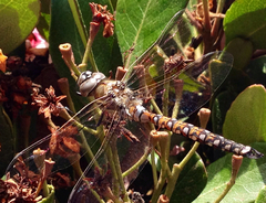 Rhionaeschna californica