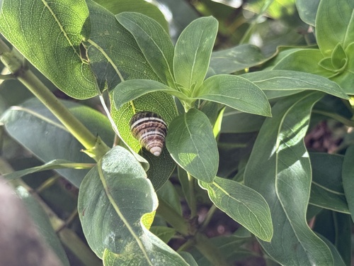 Achatinella observed 2026-09-28