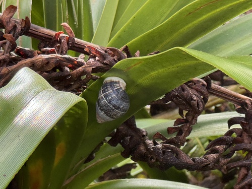 Achatinella observed 2026-09-28