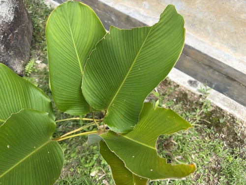 pampano