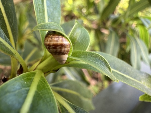 Achatinella observed 2026-09-28