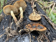 Pholiota highlandensis