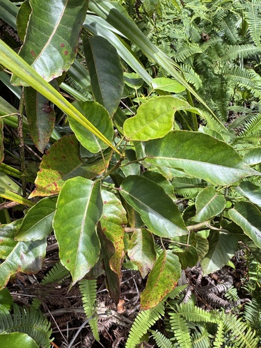 Elaeocarpus bifidus observed 2026-09-28