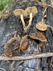 Pholiota highlandensis