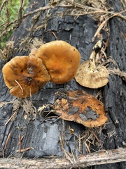Pholiota highlandensis