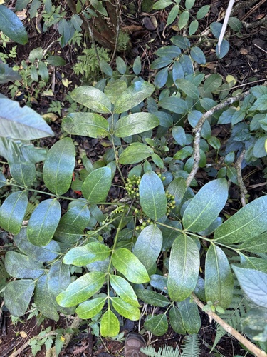 Polyscias oahuensis, 2026-09-28