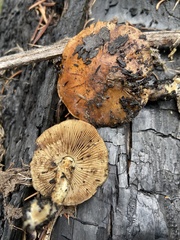 Pholiota highlandensis