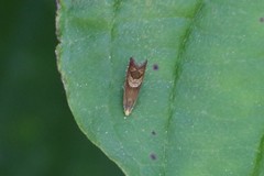 Grapholita delineana