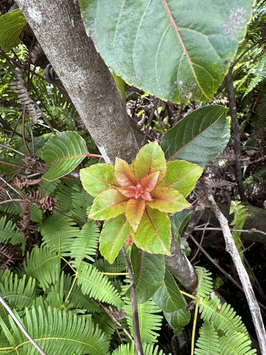 Perrottetia sandwicensis observed 2026-09-28