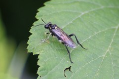 Macrophya militaris