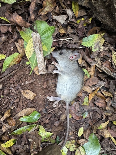 Rattus rattus observed 2026-09-28