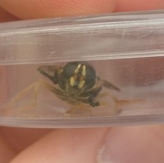 Temnostoma vespiforme