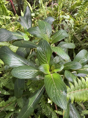 Hydrangea arguta observed 2026-09-28