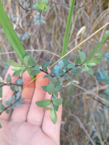 Veronica pimeleoides, photograph 6