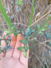 Veronica pimeleoides, photograph Jordyn Ashcroft, CC BY, iNaturalist via GBIF