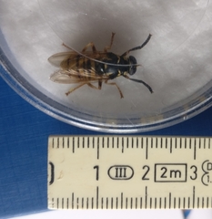 Temnostoma vespiforme