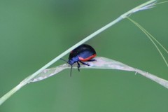 Chrysolina rossia