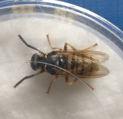 Temnostoma vespiforme