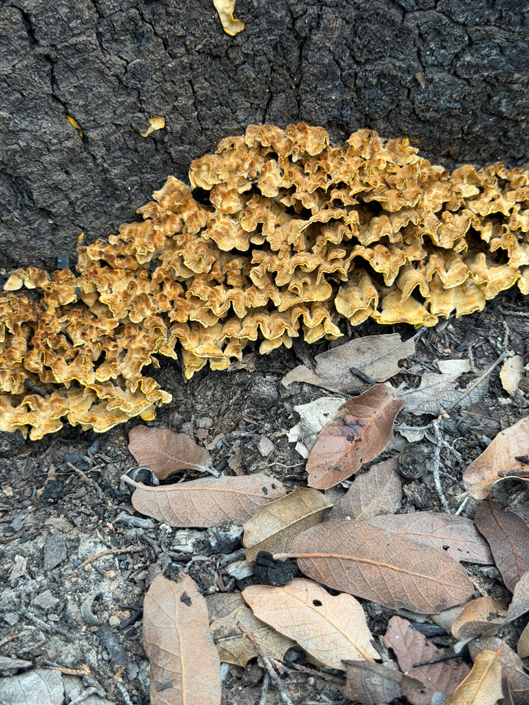 Bleeding Oak Crust · September 2026 · photo: Photo: (c) CK2AZ, some rights reserved (CC BY) · iNaturalist