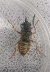 Temnostoma vespiforme