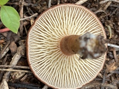 Infundibulicybe squamulosa