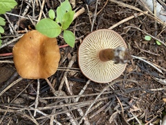 Infundibulicybe squamulosa