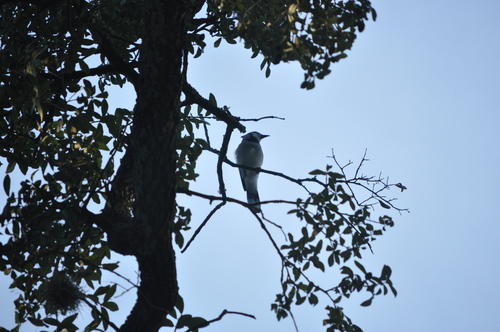 Blue Jay