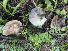 Melanoleuca strictipes